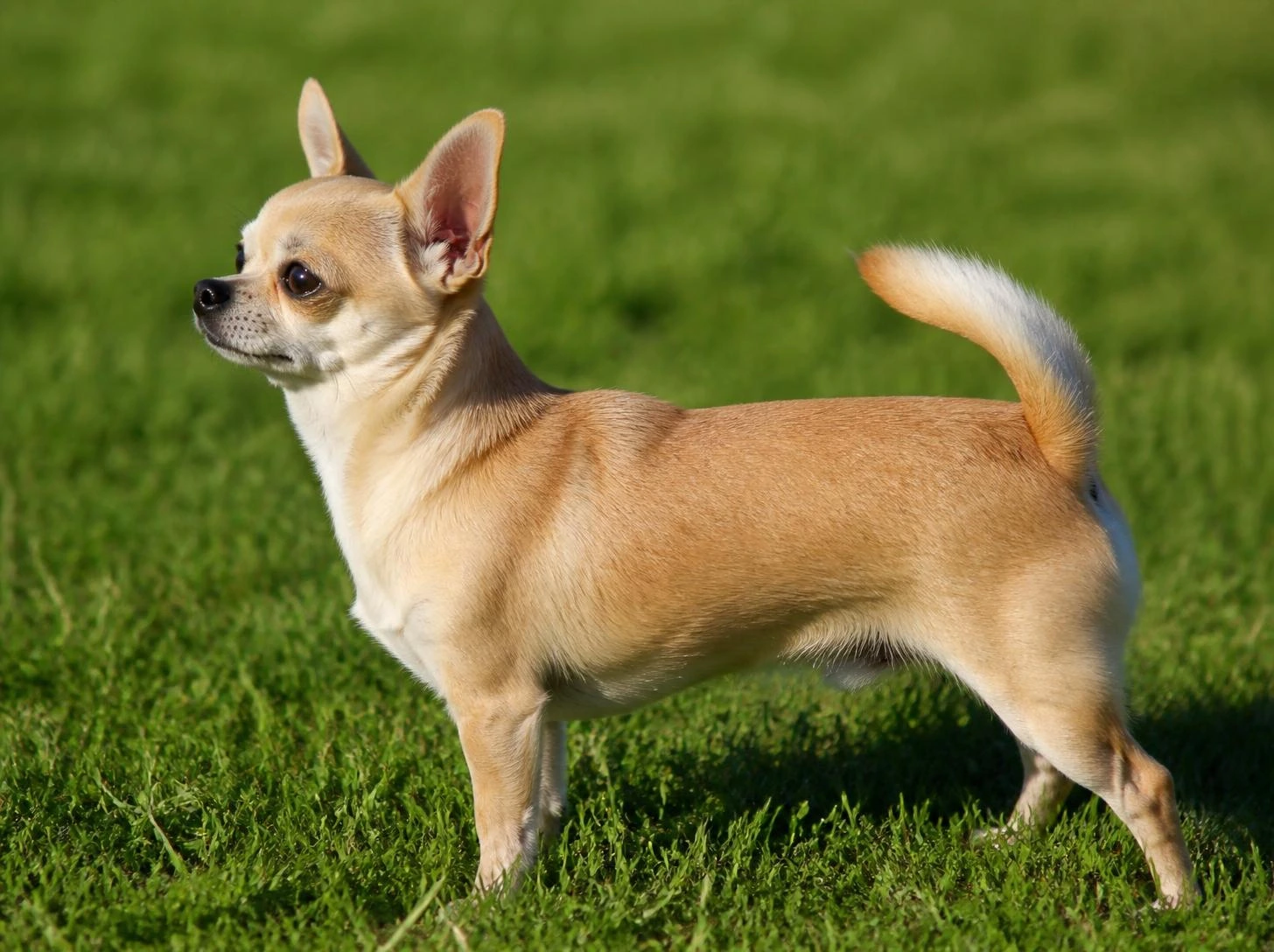 Chihuahua cost guide illustration showing how much a Chihuahua costs to own