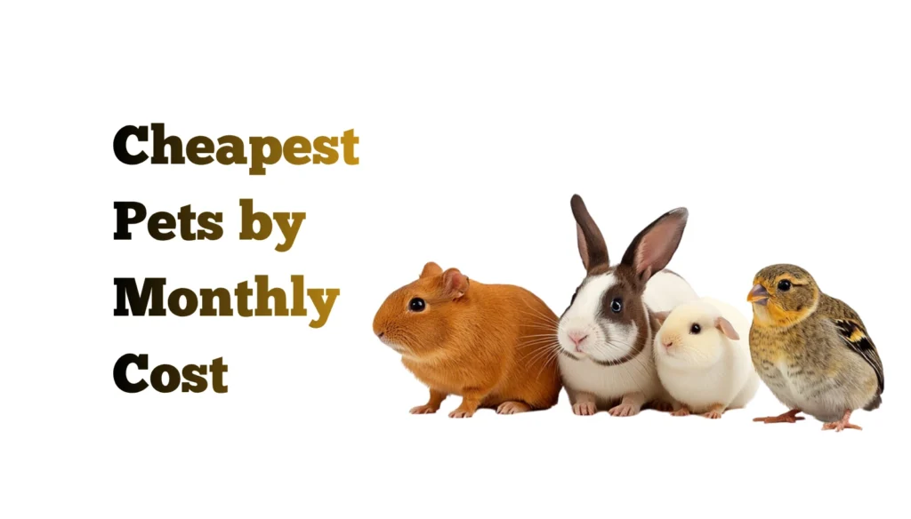 Cheapest Pets by Monthly Cost (2026): Real Budget Breakdown featured image
